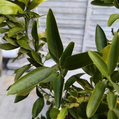 早生みかんの画像