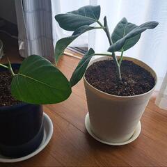 観葉植物 フィカス・ベンガレンシス