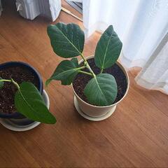 観葉植物 フィカス・ベンガレンシスの画像