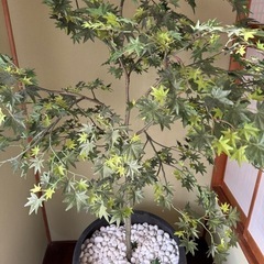 陶器鉢、紅葉（造花）、白玉砂利セット の画像