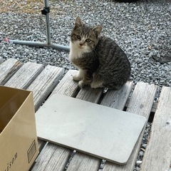 子猫の兄妹