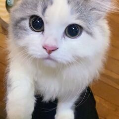 福岡タワー！猫ちゃん達のお見合い(⋈◍＞◡＜◍)。✧♡ (譲渡会...