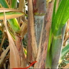 サトウキビの画像