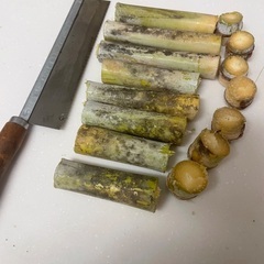 サトウキビの画像