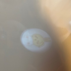 ちいかわ ハチワレ カメラライトの画像