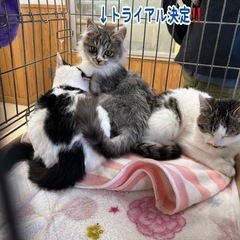 4ヶ月くらいの子猫たち 里親募集中☆