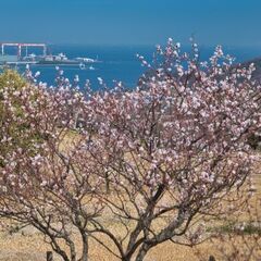 【ゆるハイキング】【初心者向け】2月23日（日）横須賀・田浦梅林！海が見える絶景の高台へ！ − 神奈川県