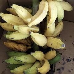 値下げ　島バナナ
