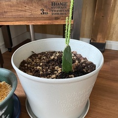 🌵サボテン 柱サボテン うちわサボテン2点セット🌵の画像