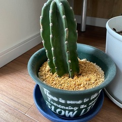 🌵サボテン 柱サボテン うちわサボテン2点セット🌵の画像
