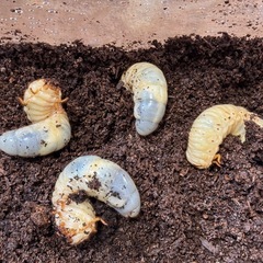国産カブトムシ幼虫