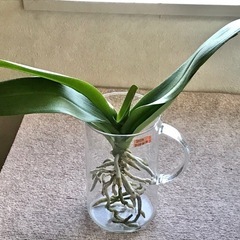 【9】★花芽が出ました！！（葉6枚・成長期！）花が終わった胡蝶蘭...