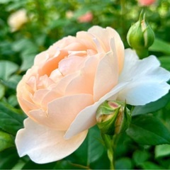 女性の友達募集