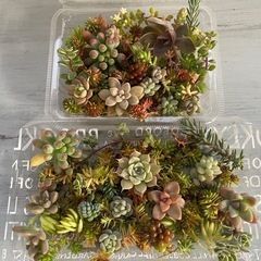 多肉植物カット詰め合わせ　たくさん
