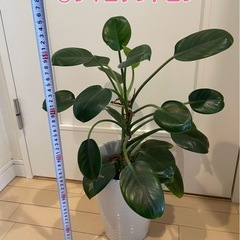 ⑭フィロデンドロン 観葉植物