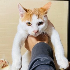 家族募集　3匹の猫ちゃん