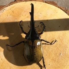 ヘラクレスオオカブトオス　単品