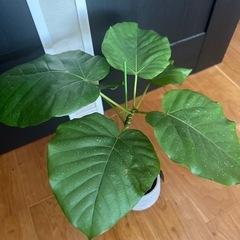 観葉植物　鉢付きの画像