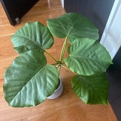 観葉植物　鉢付きの画像