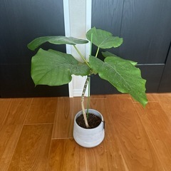 観葉植物　鉢付き