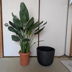 観葉植物　ストレリチアレギネ