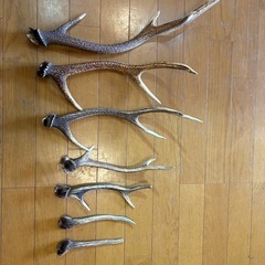 鹿の角　本物
の画像