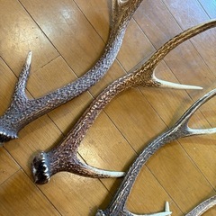鹿の角　本物
の画像