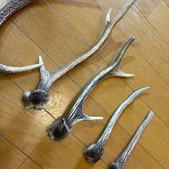 鹿の角　本物
の画像