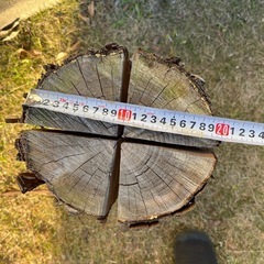 針葉樹のスウェーデントーチ　乾燥済みの画像