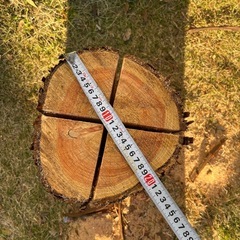 スウェーデントーチの画像