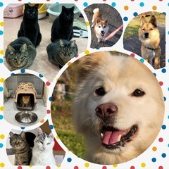 保護犬・猫のお世話を一緒にしませんか？