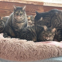 保護犬・猫のお世話を一緒にしませんか？の画像