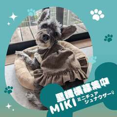 【里親募集】保護っ子たちのお姉さん、シュナウザーのMikiちゃん