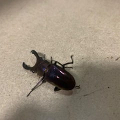 メタリフェルホソアカクワガタ
の画像