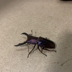 メタリフェルホソアカクワガタ
