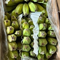 フィリピン　バナナの画像
