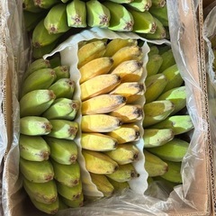 フィリピン　バナナの画像