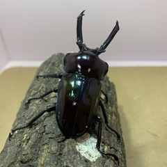 ニジイロクワガタ紫紺の画像