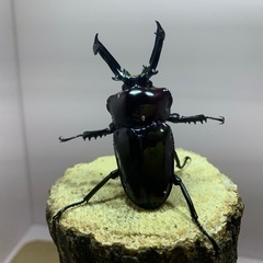 ニジイロクワガタ紫紺