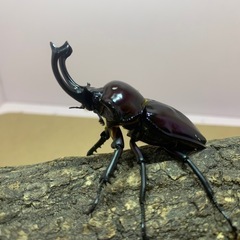 ニジイロクワガタ紫紺の画像