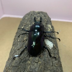 ニジイロクワガタ紫紺の画像