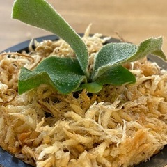 【観葉植物】 ビカクシダ コットンクラウド　スポア （CCS）　　No.01の画像