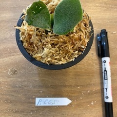【観葉植物】 ビカクシダ コットンクラウド　スポア （CCS）　　No.01の画像