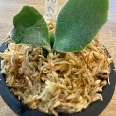 【観葉植物】 ビカクシダ コットンクラウド　スポア （CCS）　　No.01の画像