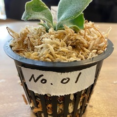 【観葉植物】 ビカクシダ コットンクラウド　スポア （CCS）　　No.01の画像