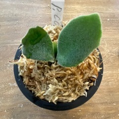 【観葉植物】 ビカクシダ コットンクラウド　スポア （CCS）　　No.01の画像