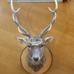 鹿 剥製 エゾジカ