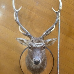 鹿 剥製 エゾジカ