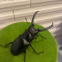ギラファノコギリクワガタ　小　2ペア