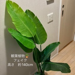 ニトリ　観葉植物　